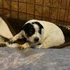 Blue Heelers 