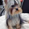 7 mo Female Yorkie 4lbs