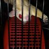 Sugar glider available