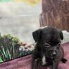 Froodles-French Bulldog Toy Poodle Mix Puppies 