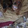 3 Female Mini Daschund puppies