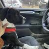 Puppy for rehome