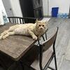 Maine coon x rag doll kittens