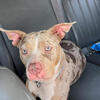 Female Lilac Chocolate Tri Merle