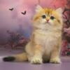 NEW Elite British kitten from Europe with excellent pedigree, male.Baron