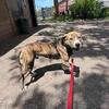 Large Young Dogs Looking for Loving Forever Homes