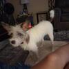 8mo. Old Puppy looking for a new home + up to date on shots and grooming