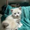 4 Siamese Ragdoll Sphynx X kittens 