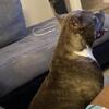 Free Bullies For Re-Home