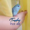 Parrotlet Beautiful Baby Female