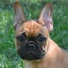 French bulldog puppies for adoption