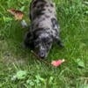 Male long hair dachshund pups