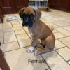 Purebred Boxer Puppies