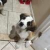 Saint Bernard Male Pup 