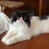 For sale: Gorgeous large long hair male exotic Persian