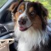 Australian Shepherd Puppies for sale