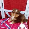 AKC Pomeranian male puppies 