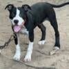 For sale game Bred American pit bull terrier