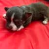 AKC chihuahua puppies 