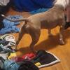 Pitbulls for sale.txt me 5135670965.