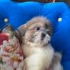 Shih Tzu  cute  puppy Girl   - Quality home raised! Purebred Registered