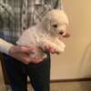 For sale toy poodle puppies