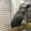 Male African grey breeder