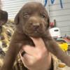 AKC Labrador retriever puppies