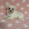 Teacup Female Maltese Puppy