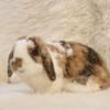 Mini Lop Rabbits Male and Female