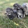 Maine Coon Kittens! Poly Main Coons