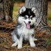 FLUFFY MINI HUSKY AKA POMSKY BOY 2 OF 5