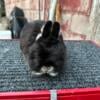 Netherland dwarfs for sale