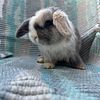 holland lop bunnies