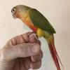 Pineapple green cheek conure