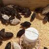Jumbo Coturnix quail chicks all the way to adult size.