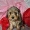 Cavachon puppy for Sale Casanova