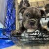 BULLDOG PUPS AVAILABULL