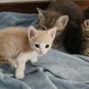Orange and white kitten. Nice personality. Curious. Others to chose fromose from . In the g I rgrv b