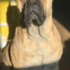 Presa Canario Male Dog