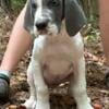 Beautiful Euro Great Dane Pups REDUCED!