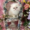 CFA reg.Royal Persian Absolutely Delightful Flame Point female- Purr darlings