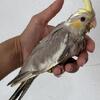 Hand Fed Cockatiels - All Mutations!