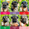 Shepsky Puppies available to go home November 12