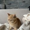 Exotic Shorthair Male - Classic Red Tabby