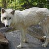 Rare White Arctic Wolfdog Pups for Sale