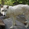 Rare White Arctic Wolfdog Pups for Sale READY TO GO NOW