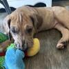 Great Dane puppies
