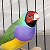 Adult Gouldian finches for sale. Ohio 43113