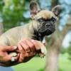 CHAMPION blood line French Bulldog Puppy!